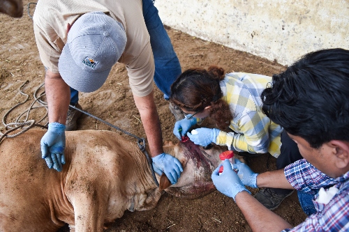 Activa Agricultura Campaña de Difusión Para Concientizar a la Población Sobre el Gusano Barrenador del Ganado