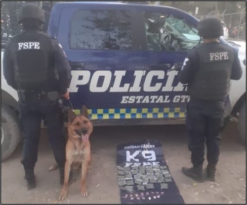 Detiene Gaby de la Unidad Canina K9 de las FSPE en León a un Hombre con 819 Dosis de Mariguana.