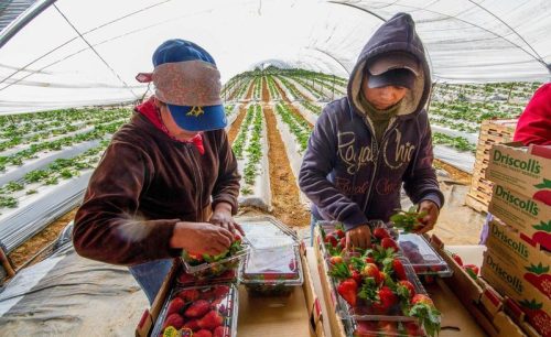 México, 8º. Exportador Mundial de Arándano, Mayoritariamente Azul: Agricultura