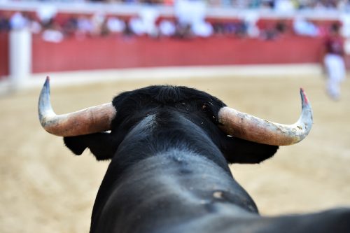 Demandan en el Senado Prohibir Escuelas Taurinas o Relacionadas con Actos de Crueldad Animal