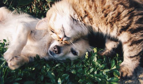 México Tercer Lugar Mundial en Maltrato Animal