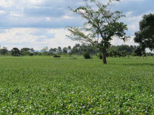 Promueve Agricultura Cultivo de Mijo como Forraje y para Atender la Sequía y Desertificación