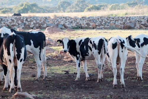 Presenta Agricultura Cultivos Alternativos Para Hacer Frente al Cambio Climático en la Producción de Leche