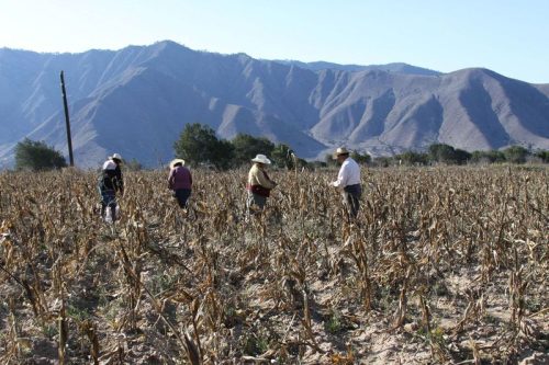 Incremento de Producción de Maíz con Alternativas de Labranza en la Mixteca Poblana