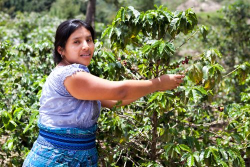 Celebra Presidenta del Senado Reinicio de Inspección a Empacadoras de Aguacate y Mango