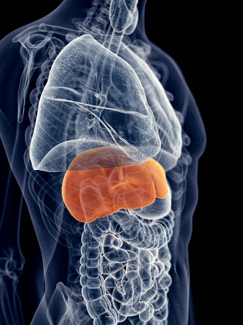 La Hepatitis se Puede Convertir en Cáncer Hepático, si no se Cuida