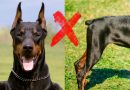 Propone PT Prohibir Estética en Animales como Corte de Orejas, Amputación de Colas, Extracción de Garras o Cuerdas Vocales: Propone PT