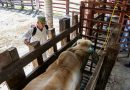 Amplia AGRICULTURA Vigencia del Dispositivo Nacional de Emergencia de Sanidad Animal
