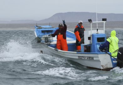 Inicia en febrero periodo de veda para siete especies marinas en 10 estados de la República