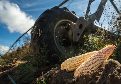 Simplifica Sader trámites para incentivos al maíz blanco del ciclo Primavera-Verano 2025