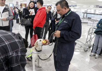 Durante Puente Vacacional Refuerza Senasica inspección en 97 puntos de ingreso al país