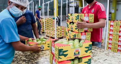 México prevé para actual temporada superar 350 Mil Toneladas de Exportaciones de Mango hacia EU