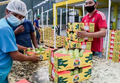 México prevé para actual temporada superar 350 Mil Toneladas de Exportaciones de Mango hacia EU