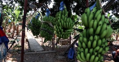 Senasica blinda producción nacional de plátano mediante alta tecnología para detectar plagas