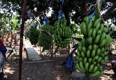 Senasica blinda producción nacional de plátano mediante alta tecnología para detectar plagas