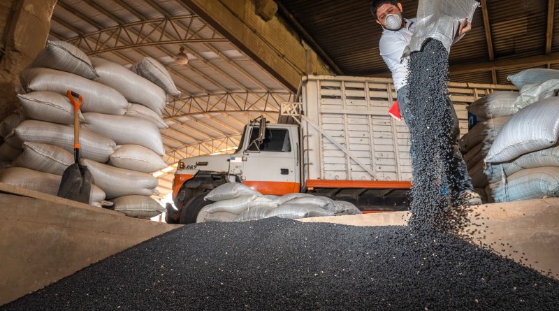 Más de 18 mil productoras y productores recibirán semilla certificada de frijol en Durango y Zacatecas 