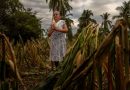 Más de 1.1 millones de indígenas y afromexicanas reciben apoyos de Producción para el Bienestar