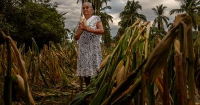 Más de 1.1 millones de indígenas y afromexicanas reciben apoyos de Producción para el Bienestar