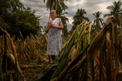 Más de 1.1 millones de indígenas y afromexicanas reciben apoyos de Producción para el Bienestar