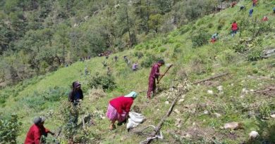 Llama AGRICULTURA a participar en la Jornada Nacional de Reforestación 2026