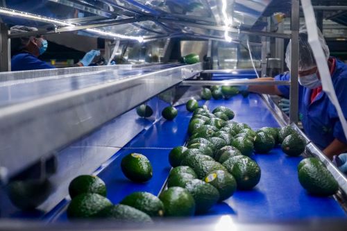 Reanudadas totalmente actividades agrícolas en Michoacán