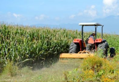 Entrega AGRICULTURA Mil 763 créditos “Cosechando Soberanía” en Tamaulipas