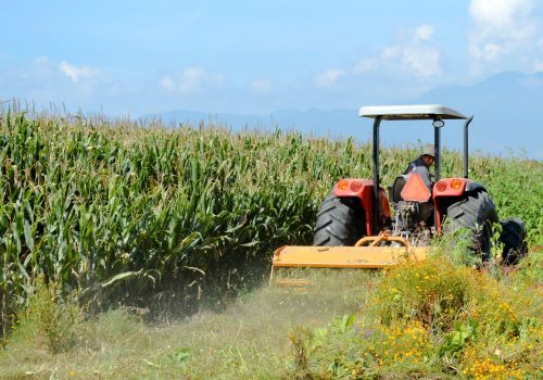 Entrega AGRICULTURA Mil 763 créditos “Cosechando Soberanía” en Tamaulipas