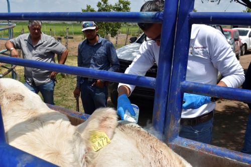 Refuerza Senasica estrategia de contención en Sonora tras detección de caso de gusano barrenador