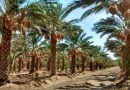 Baja California y Sonora serán sedes del 5º. Festival Internacional de la Palma Datilera