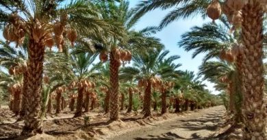 Baja California y Sonora serán sedes del 5º. Festival Internacional de la Palma Datilera