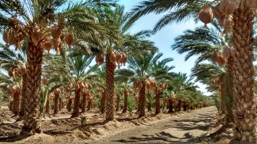 Baja California y Sonora serán sedes del 5º. Festival Internacional de la Palma Datilera