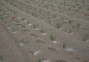 Fertilizantes para el Bienestar alcanza 95.9% de cobertura nacional e impacta a más de 814 mil productoras