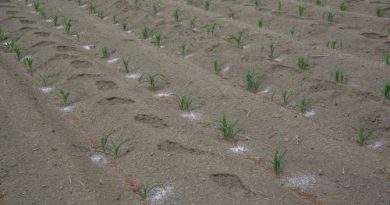 Fertilizantes para el Bienestar alcanza 95.9% de cobertura nacional e impacta a más de 814 mil productoras