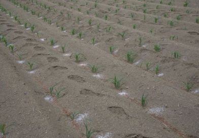 Fertilizantes para el Bienestar alcanza 95.9% de cobertura nacional e impacta a más de 814 mil productoras