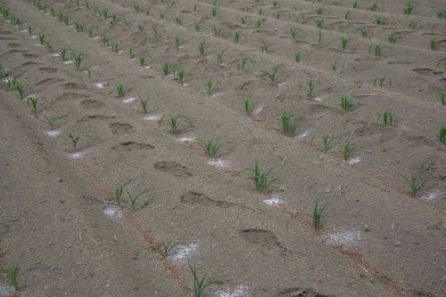 Fertilizantes para el Bienestar alcanza 95.9% de cobertura nacional e impacta a más de 814 mil productoras