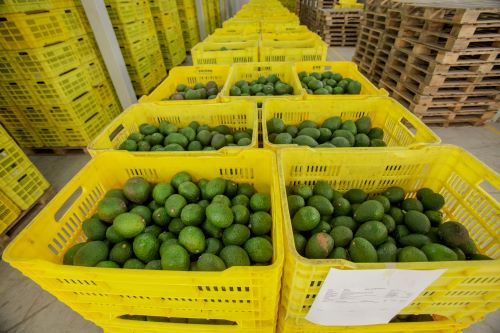 Exportación de aguacate mexicano a EU se incrementa 35% en el primer cuatrimestre de 2026